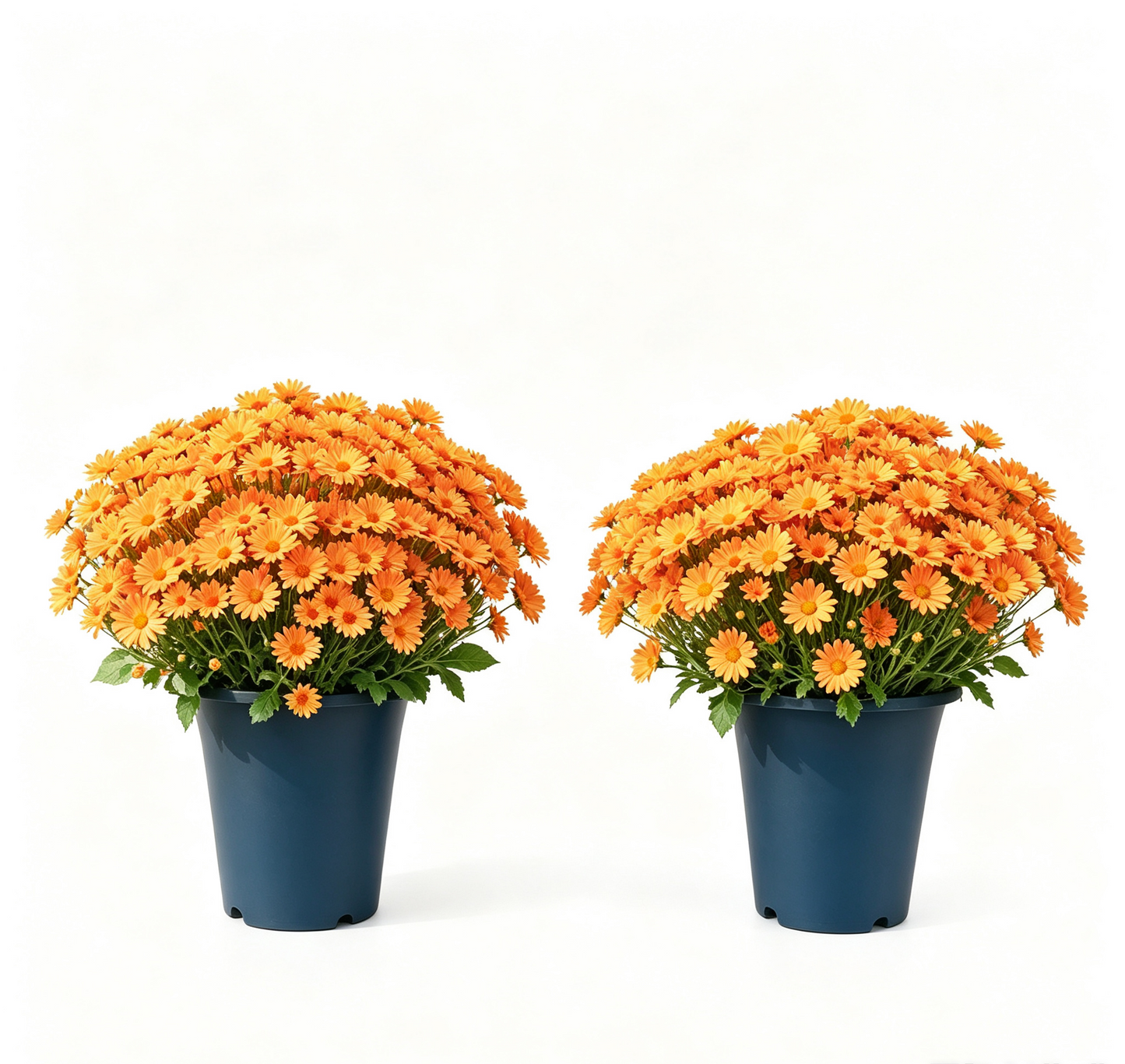 💥Last Day 70% OFF🌼- Artificial Outdoor Sunset Mums Flowers - UV resistant, Waterproof, Windproof