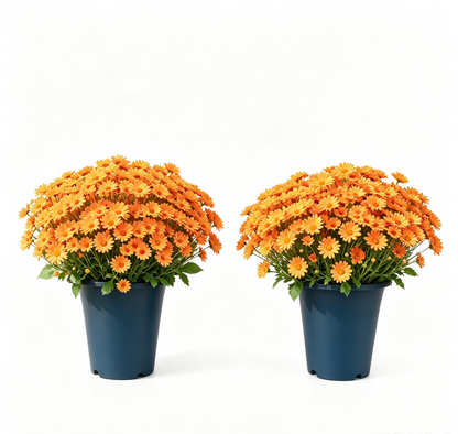 💥Last Day 70% OFF🌼- Artificial Outdoor Sunset Mums Flowers - UV resistant, Waterproof, Windproof