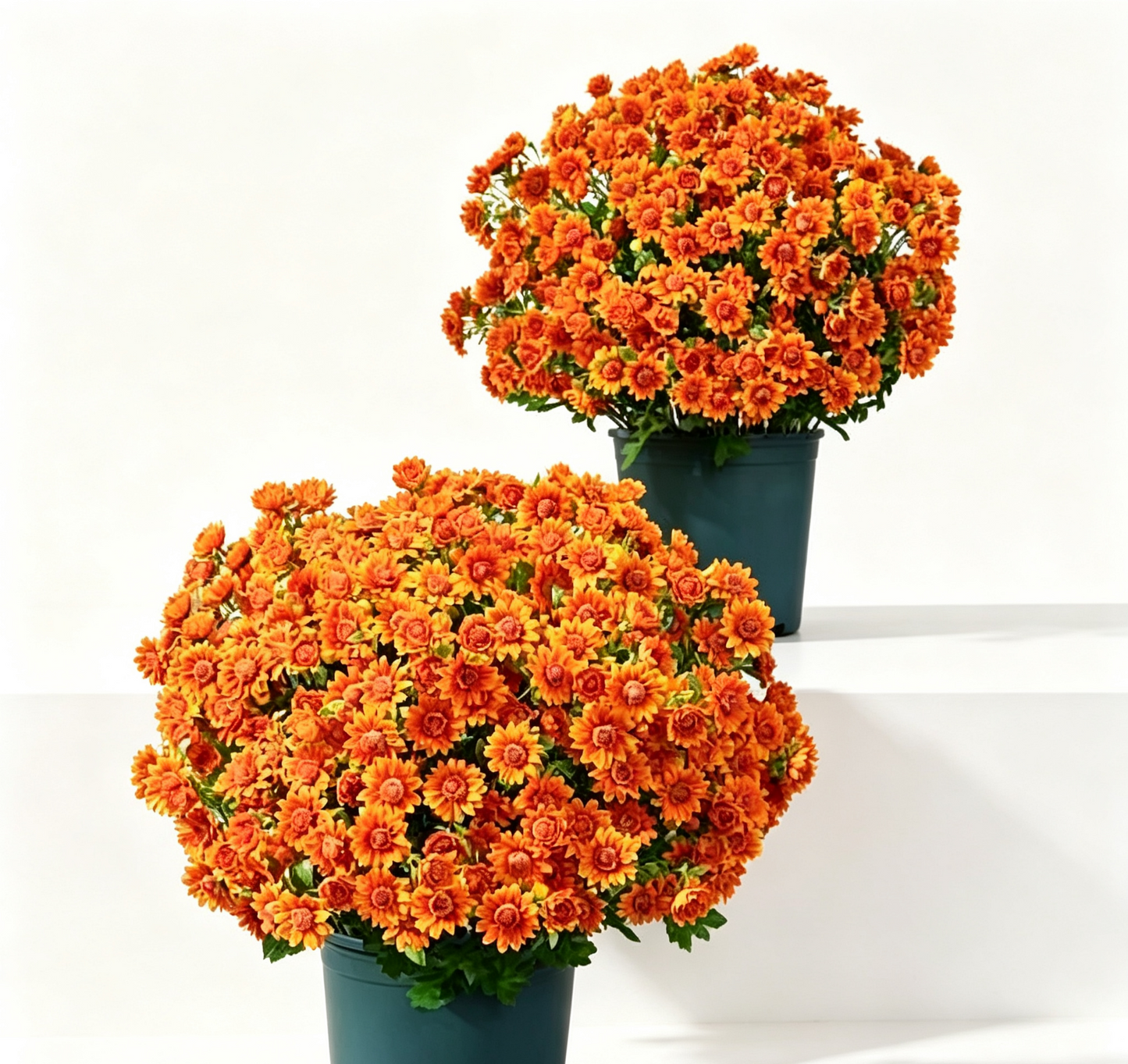 💥Last Day 70% OFF🌼- Artificial Outdoor Sunset Mums Flowers - UV resistant, Waterproof, Windproof