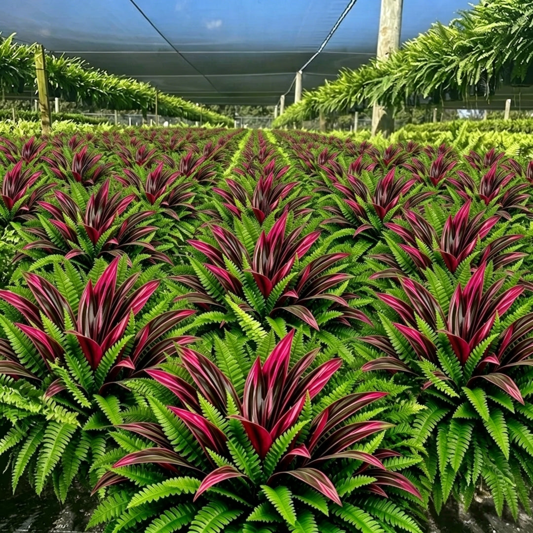 💥Summer Special🔥 48" Large UV-Resistant Artificial Fern & Red Dracaena Decorative Plants – Full, Lush & Fade-Resistant!