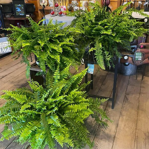 🏆$9.97 On Sale Only Today 🍀 UV-Resistant Lifelike Artificial Boston Fern