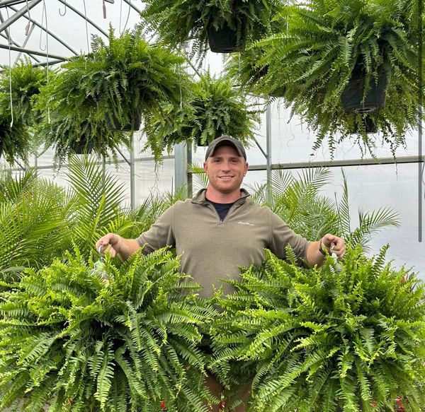 🏆$9.97 On Sale Only Today 🍀 UV-Resistant Lifelike Artificial Boston Fern