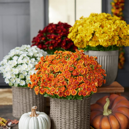 💥Last Day 70% OFF🌼- Artificial Outdoor Sunset Mums Flowers - UV resistant, Waterproof, Windproof
