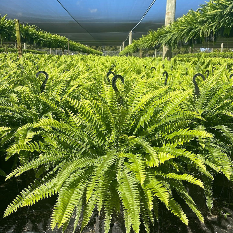 🏆$9.97 On Sale Only Today 🍀 UV-Resistant Lifelike Artificial Boston Fern