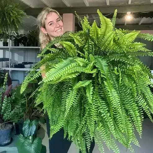 🏆$9.97 On Sale Only Today 🍀 UV-Resistant Lifelike Artificial Boston Fern