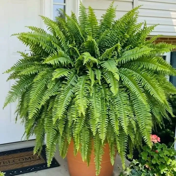 Full Artificial Boston Fern hanging display